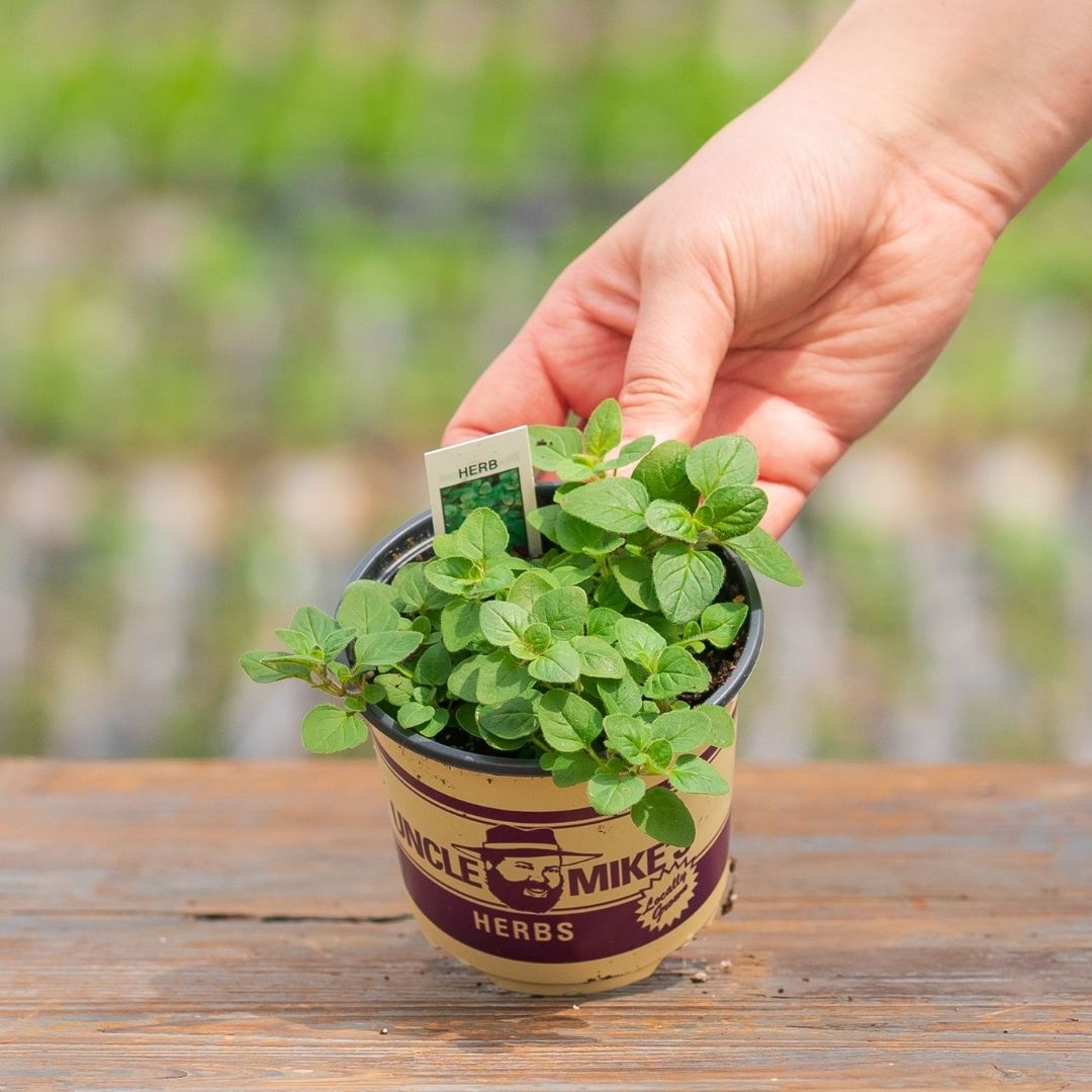 Oregano – Italian – 4″ Pot